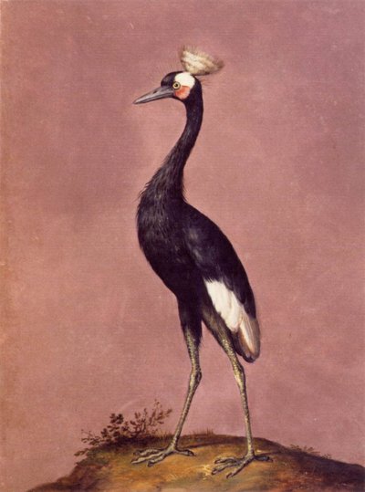 Birds by Giuseppe Arcimboldo